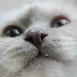 Meet your Posher, Maggie